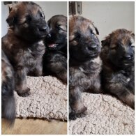 German Shepherd (Alsatian)