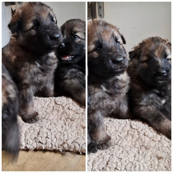 German Shepherd (Alsatian)