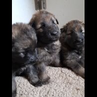 German Shepherd (Alsatian)