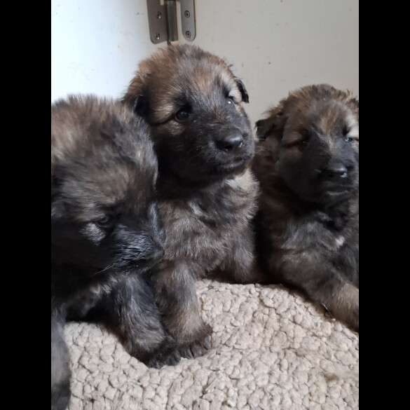 German Shepherd (Alsatian)