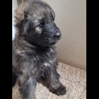 German Shepherd (Alsatian)