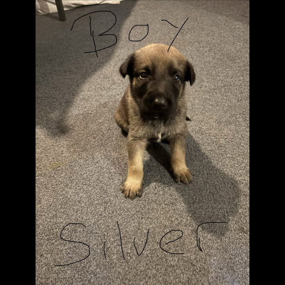 German Shepherd (Alsatian)