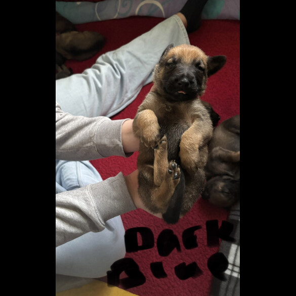 German Shepherd (Alsatian)