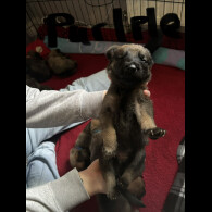 German Shepherd (Alsatian)