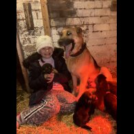 German Shepherd (Alsatian)