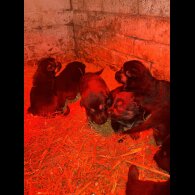 German Shepherd (Alsatian)