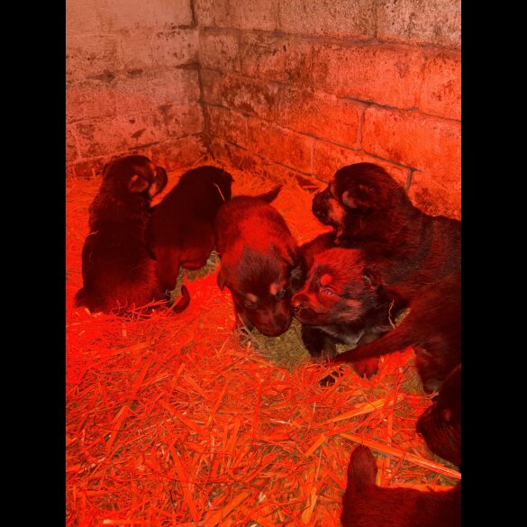 German Shepherd (Alsatian)