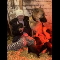 German Shepherd (Alsatian)