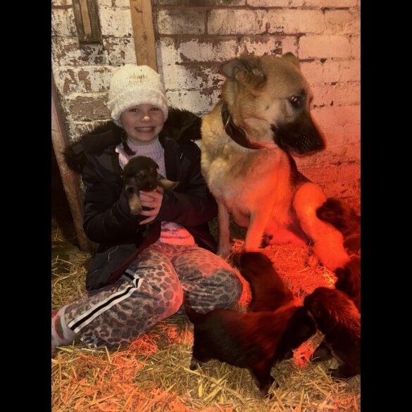 German Shepherd (Alsatian)