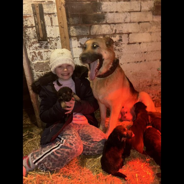 German Shepherd (Alsatian)