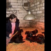 German Shepherd (Alsatian)