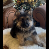 German Shepherd (Alsatian)