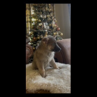 German Shepherd (Alsatian)