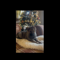 German Shepherd (Alsatian)