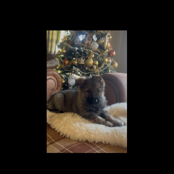 German Shepherd (Alsatian)