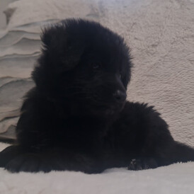 German Shepherd (Alsatian)