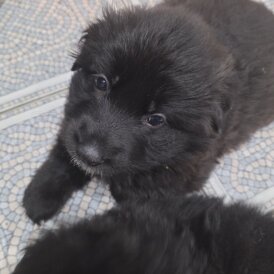 German Shepherd (Alsatian)