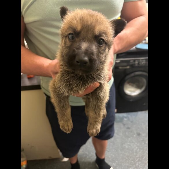 German Shepherd (Alsatian)