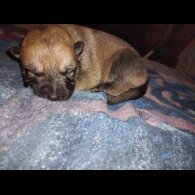 German Shepherd (Alsatian)