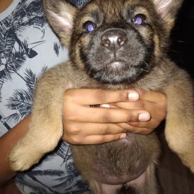 German Shepherd (Alsatian)