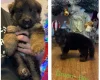 German Shepherd (Alsatian)
