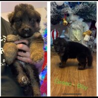 German Shepherd (Alsatian)