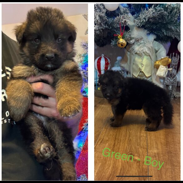 German Shepherd (Alsatian)