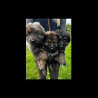 German Shepherd (Alsatian)