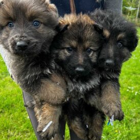 German Shepherd (Alsatian)