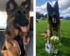 German Shepherd (Alsatian)