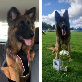 German Shepherd (Alsatian)