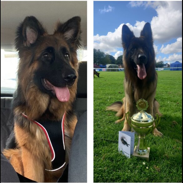 German Shepherd (Alsatian)