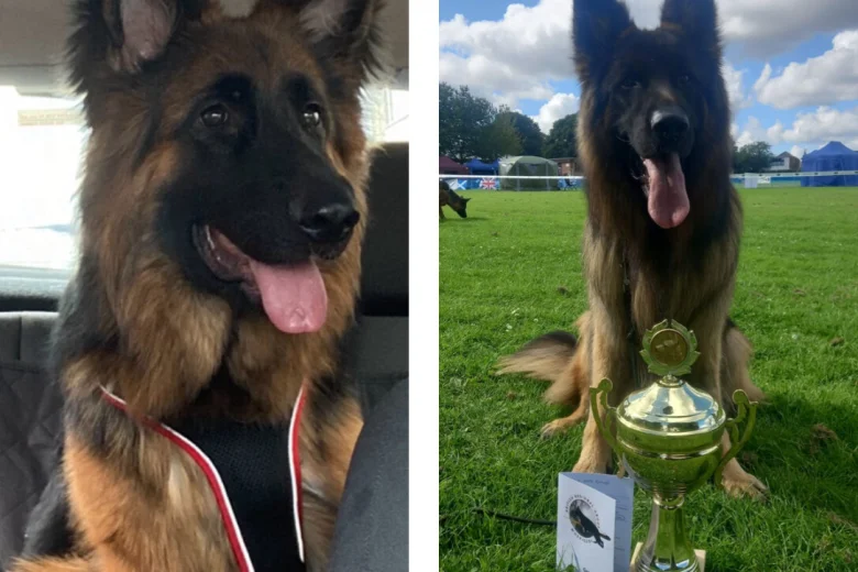 German Shepherd (Alsatian)