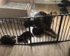German Shepherd (Alsatian)