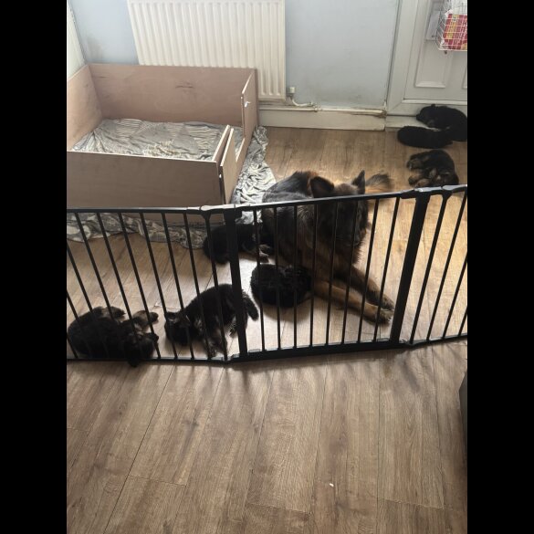 German Shepherd (Alsatian)