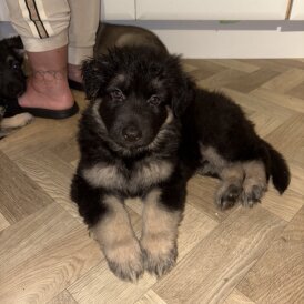 German Shepherd (Alsatian)