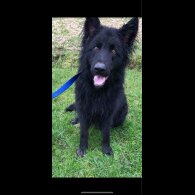 German Shepherd (Alsatian)