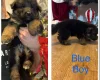 German Shepherd (Alsatian)