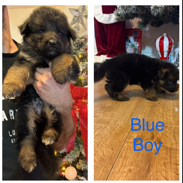 German Shepherd (Alsatian)