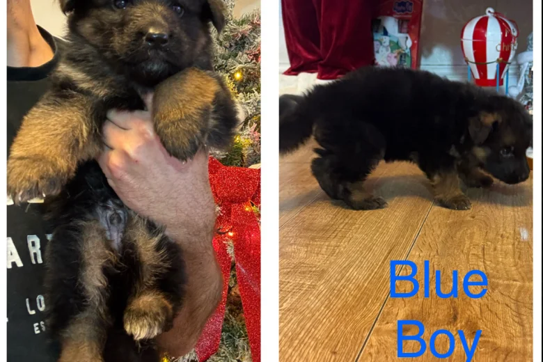German Shepherd (Alsatian)