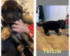German Shepherd (Alsatian)