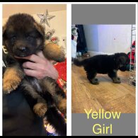 German Shepherd (Alsatian)