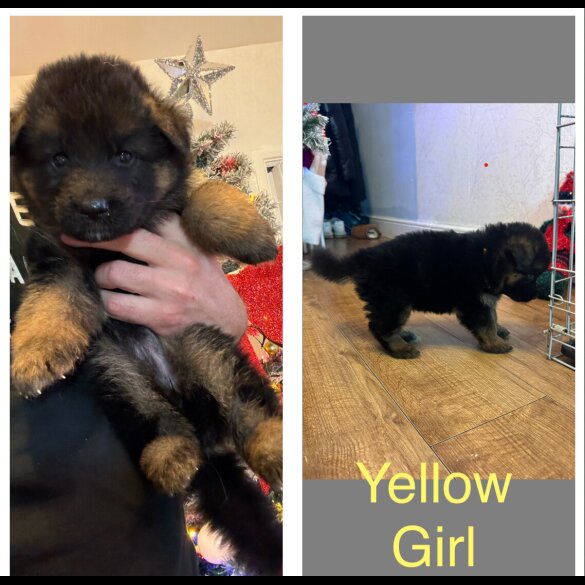 German Shepherd (Alsatian)