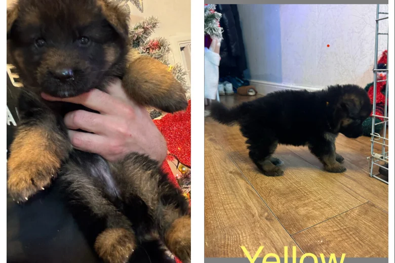 German Shepherd (Alsatian)