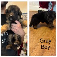 German Shepherd (Alsatian)