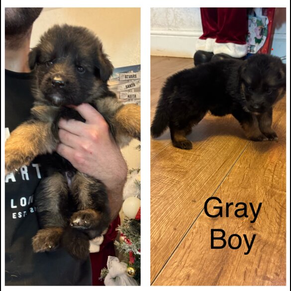 German Shepherd (Alsatian)