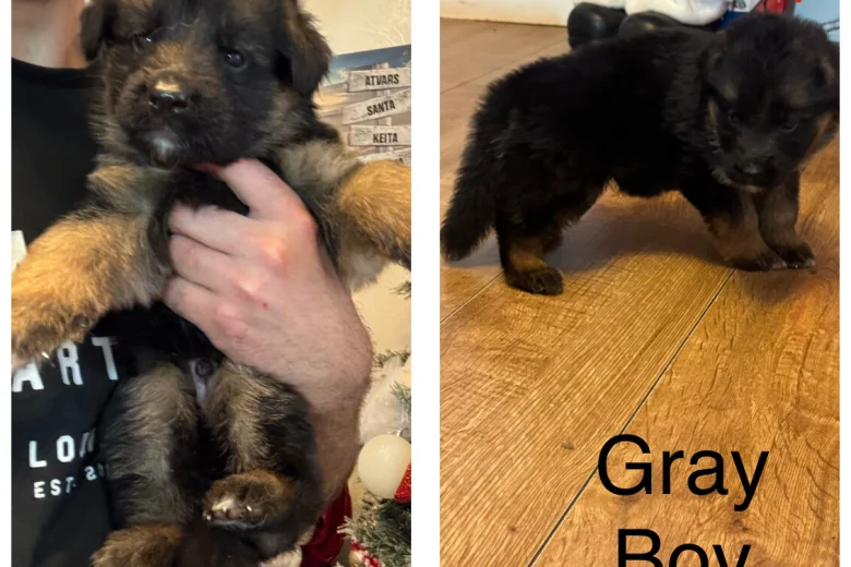 German Shepherd (Alsatian)
