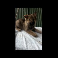 German Shepherd (Alsatian)