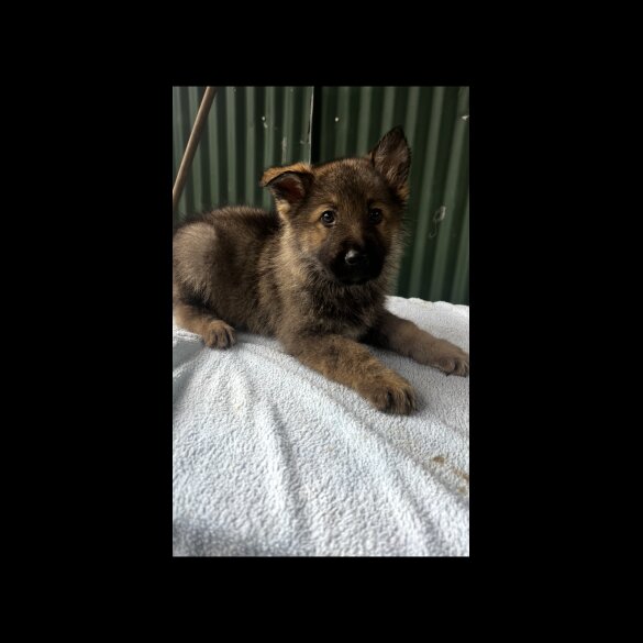 German Shepherd (Alsatian)