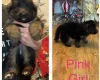 German Shepherd (Alsatian)